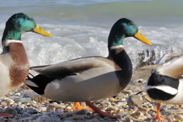 Pato-reais na praia do lago Garda, no norte da Itália — Fotografia de Stock