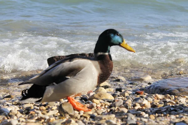 Mallard duck op het strand van Gardameer in Noord-Italië — Stockfoto