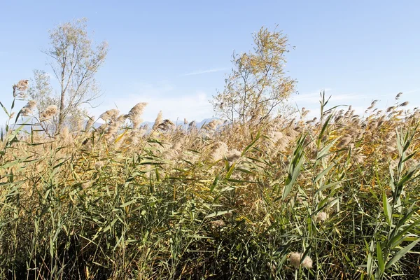 Rákosí (juncus effusus) na jezeře Lago di Garda v Itálii — Stock fotografie