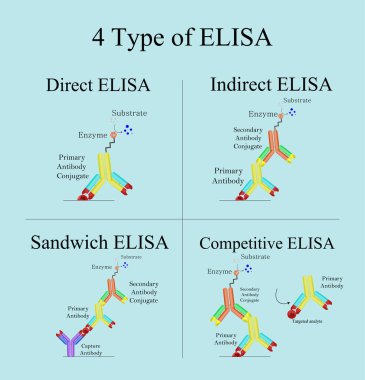 4 tip ELISA laboratuvarda, Doğrudan, Dolaylı, Sandviç ve Rekabetçi ELISA. Biyoteknoloji immünoassay