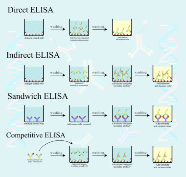 4 tip ELISA bilgi konsepti protokol testini laboratuvarda gösteriyor. Direkt, Dolaylı, Sandviç ve Rekabetçi ELISA.