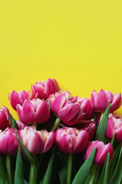 Sarı arka planda güzel laleler