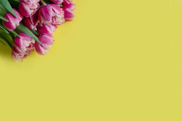 Sarı arka planda pembe laleler