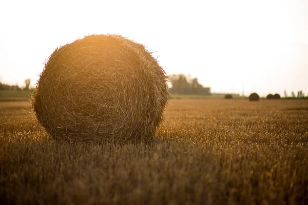 Bir tarlada saman balyaları