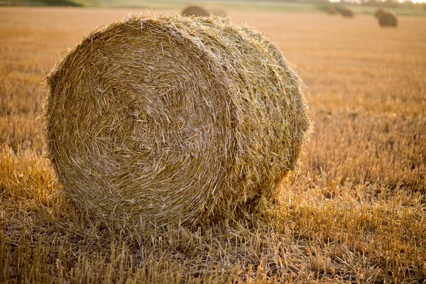 Bir tarlada saman balyaları