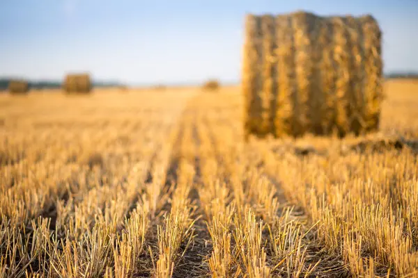 Bir tarlada saman balyaları