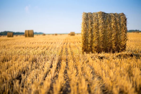 Bir tarlada saman balyaları