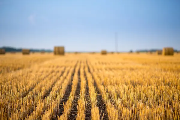 Bir tarlada saman balyaları