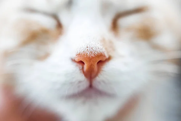 Cats nose in macro. White-red cat. — Stock Photo, Image