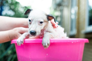Küçük beyaz bir köpek sokakta pembe bir havuzda banyo yapıyor. Pis bir köpek yavrusunu yıkıyorum. Pis köpek. Korkmuş küçük bir köpek yavrusunu yıkıyor. yakın plan 