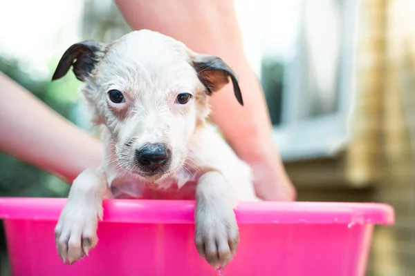 Küçük beyaz bir köpek sokakta pembe bir havuzda banyo yapıyor. Pis bir köpek yavrusunu yıkıyorum. Pis köpek. Korkmuş küçük bir köpek yavrusunu yıkıyor. yakın plan 