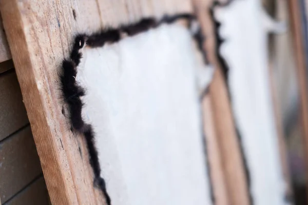 Esnemiş tilki derileri. güncel deri örneği. Tilki ve kutup tilkisi kürkü ahşap bir tahtanın üzerindeki giysiler için. Doğal tilki kürkü 