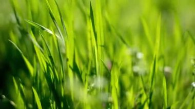 Yeşil çimenler yakın plan. Yavaş çekimde rüzgarda sallanan çimenler. Yeşil sulu çimenler, kesme zamanı. Alp çayırı yoğun bir şekilde otla kaplanmış. Ot tarlası perspektifi
