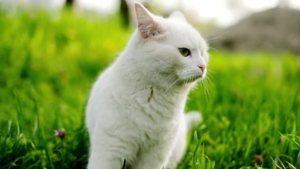 Η γάτα. πορτρέτο της λευκής γάτας με πράσινα μάτια κάθεται στο πράσινο γρασίδι στον κήπο.γάτα γυρίζει το κεφάλι των διαφορετικών κατευθύνσεων.Έννοια αξιολάτρευτο κατοικίδια ζώα γάτα . — Αρχείο Βίντεο