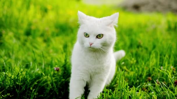 Le chat. portrait de chat blanc avec les yeux verts assis dans l'herbe verte dans le jardin .cat tourne la tête de directions différentes.Concept d'adorables animaux de compagnie chat . — Video