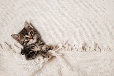 Şirin tekir kedicik beyaz yumuşak battaniyenin üzerinde uyuyor. Kediler yatakta dinlenir. Evdeki evcil hayvanlar. Battaniyeye uzanmış tekir kedi yavrusu.