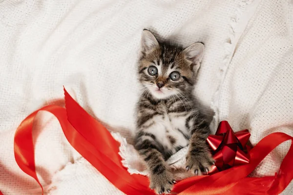 Симпатичный полосатый котенок, лежащий белое одеяло на кровати. Глядя на камеру, котенок лежит на белом одеяле с красной лентой и подарочным бантом. Концепция подарка, праздник, День Святого Валентина. — стоковое фото