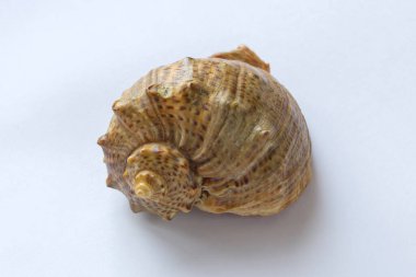 beyaz arkaplanda kabuk