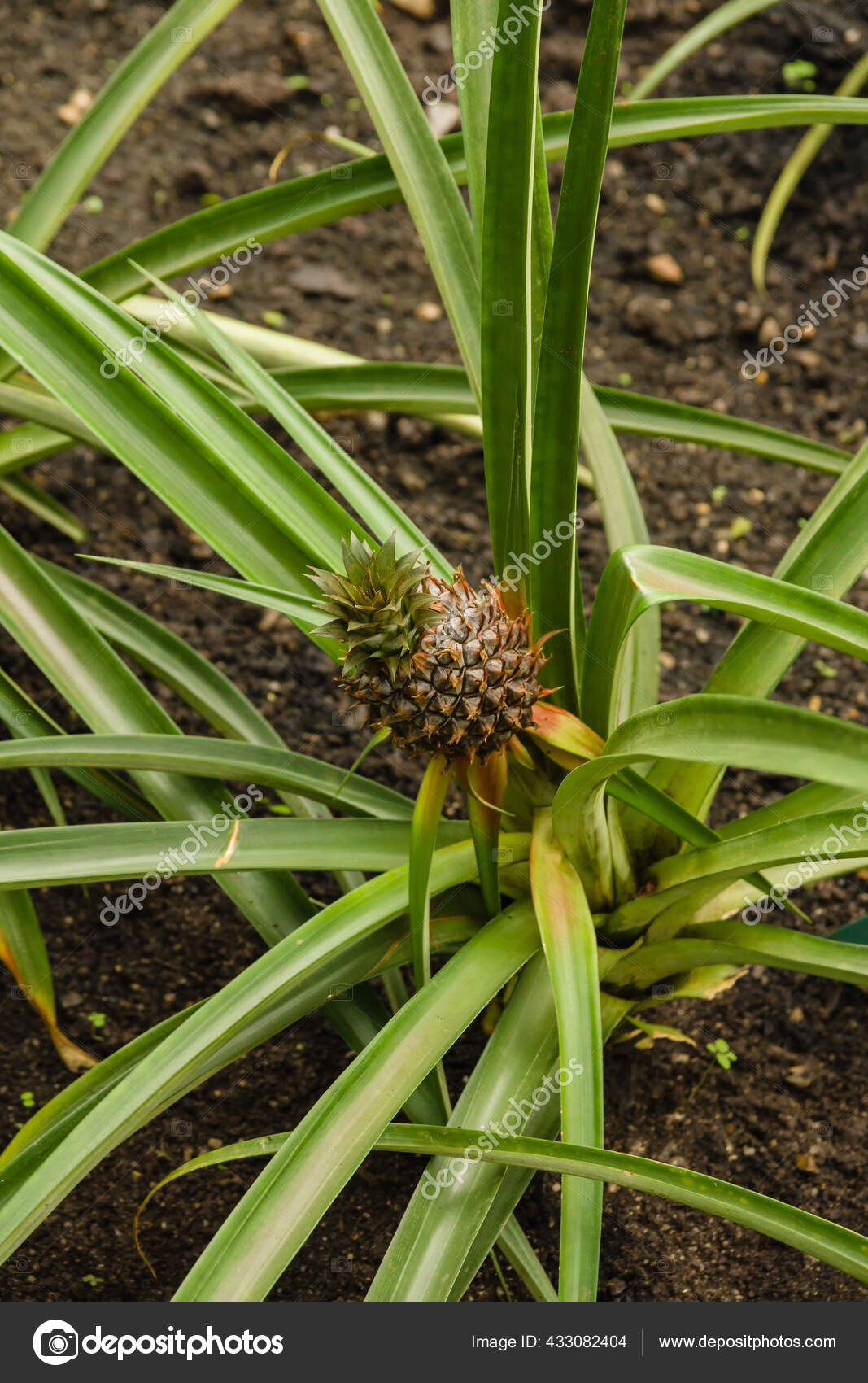 菠萝拉汀的名字ananas Comosus是一种原产于南美洲的热带植物在世界各地广泛种植 图库照片 C Dpimborough 菠萝拉汀的名字ananas Comosus是一种原产于南美洲的热带植物在世界各地广泛种植 图库照片 C Dpimborough