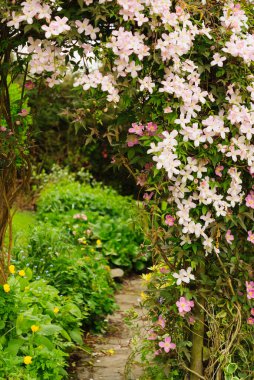 Clematis montana 'Mayleen' with masses of pink flowers climbing over a garden trellis or pergola clipart