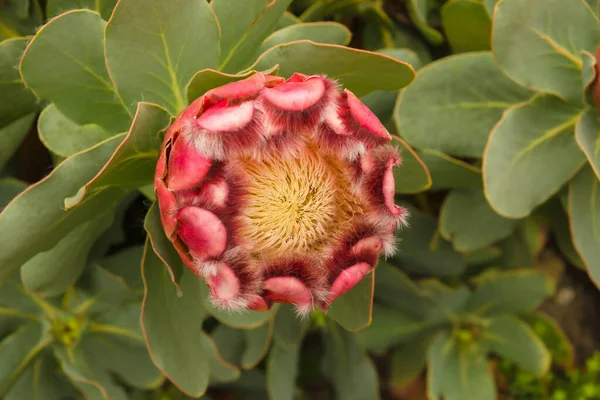 原产于南非西开普省亚热带气候的红苏加林拉汀名称 Protea Grandiceps — 图库照片