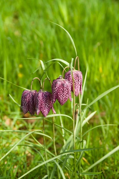 Slangen Kop Fritillaire Fritillaria Meleagris Ook Bekend Als Schaakbloem Kikkerbeker — Stockfoto