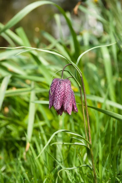 Slangen Kop Fritillaire Fritillaria Meleagris Ook Bekend Als Schaakbloem Kikkerbeker — Stockfoto