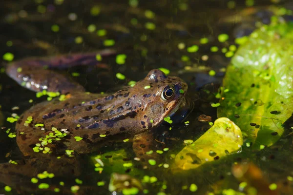 Wild common Frog (Rana temporaria) hiding among lilies surrounded by frog spawn in a pond