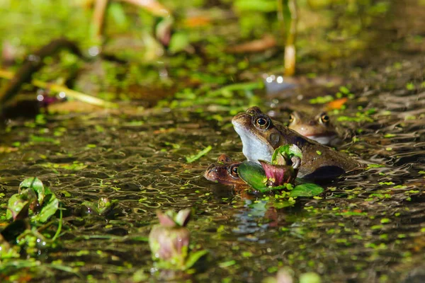 Běžné Divoké Žáby Rana Temporaria Páření Obklopeno Žabím Výrostkem Jezírku — Stock fotografie