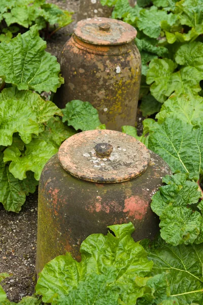 Terracotta Rabarber Kluiten Forcera Een Traditionele Klokvormige Pot Gebruikt Groei — Stockfoto
