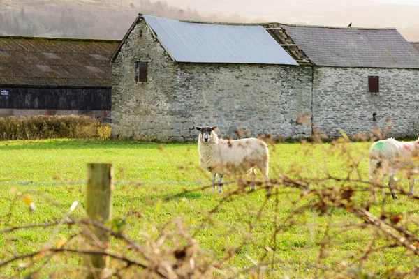 Север Англии Северная Страна Мулов Овцы Ферме Корвен Северный Уэльс — стоковое фото