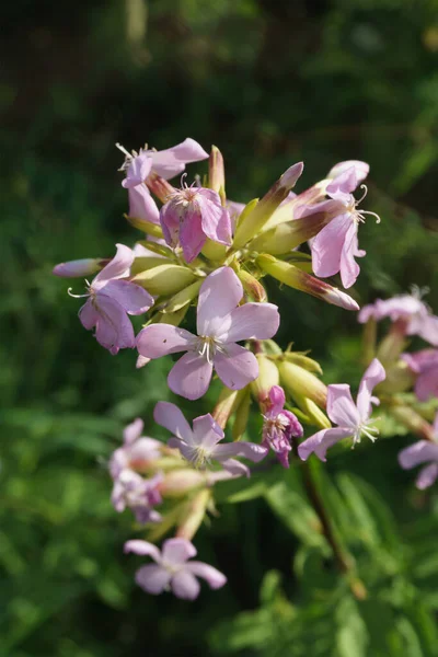 Обычное Латинское Название Мыльного Сусла Saponaria Officinalis Цветущее Летом — стоковое фото
