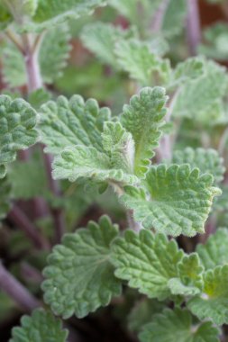 Cat mint or Nepeta faassenii an herbaceous perennial the nepetalactone contained in the plant typically results in temporary euphoria in cats clipart
