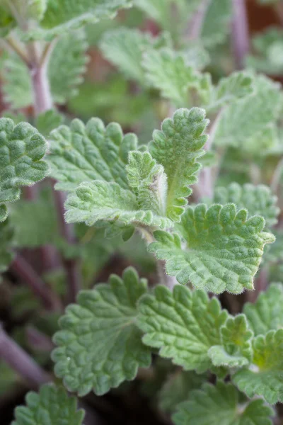 Macska Menta Vagy Nepeta Faassenii Egy Lágyszárú Évelő Nepetalactone Található — Stock Fotó