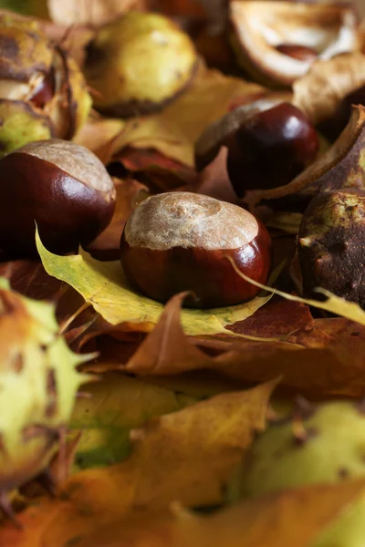 Horse Chestnut — Stock Photo, Image