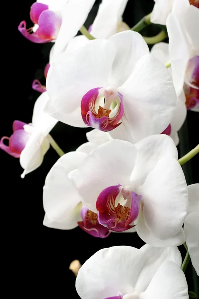 Moth Orchids — Stock Photo, Image