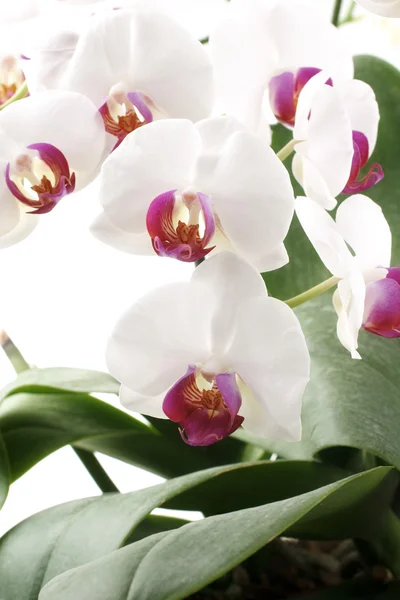 Moth Orchids — Stock Photo, Image