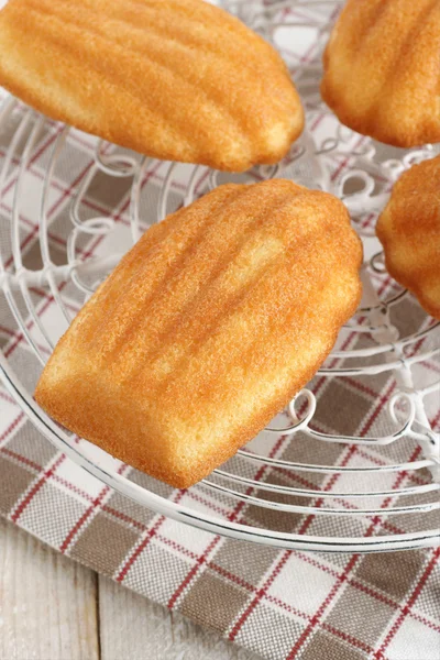 Madeleines — Stock Photo, Image