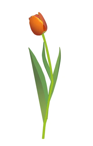 Ilustración vector tulipán — Archivo Imágenes Vectoriales