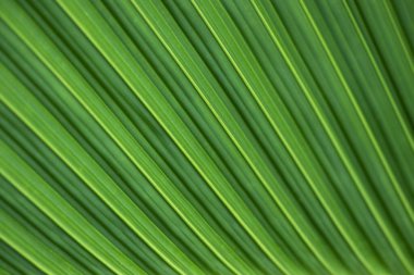 Eğik çizgili koyu yeşil palmiye yaprağı deseni