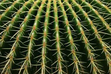 Arka planda dikenleri olan bir kaktüsün yakın çekimi