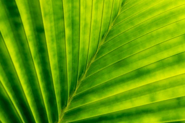 棕榈叶折叠水平背景 — 图库照片