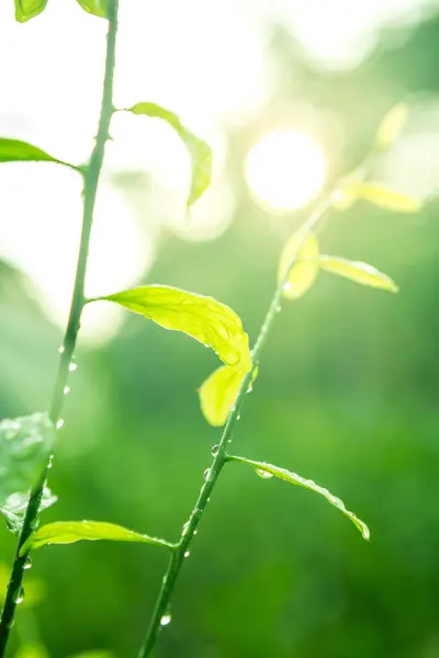 Gota Agua Sobre Hojas Que Crecen Con Luz Solar Sobre — Foto de Stock