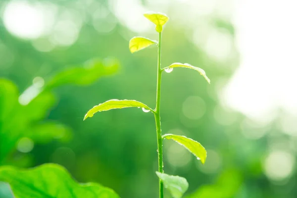 Gota Agua Sobre Hojas Que Crecen Con Luz Solar Sobre — Foto de Stock