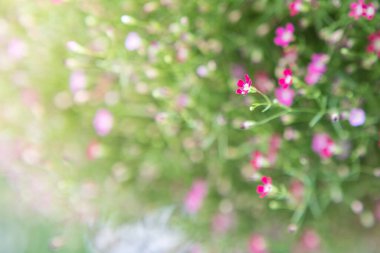 Arka plan için güneş ışığıyla Gypthe 'nin seçmeli odak noktası