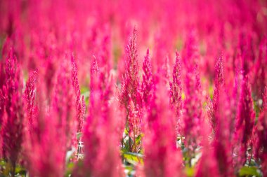 Güneş ışığı alan kırmızı horoz tarlası seçmeli odağı