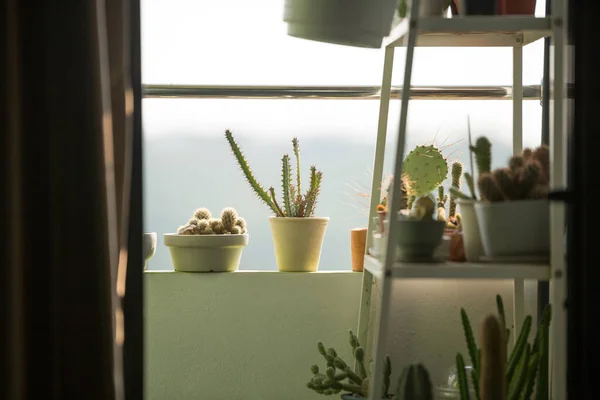 Small Cactus Shelves Terrace Sunlight — Stock Photo, Image