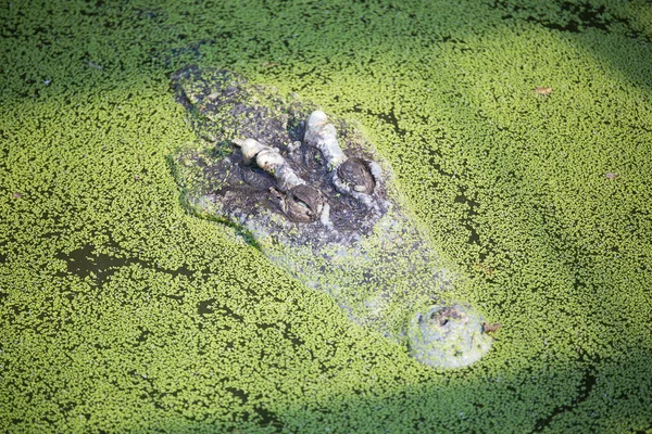 太陽の光が差し込む沼の大きなワニ — ストック写真