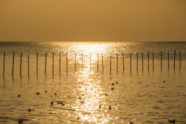 Birçok martının silueti gökyüzünde uçuyor ve denizin kütüklerine tünemiş.