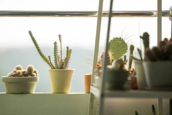 Small Cactus Shelves Terrace Sunlight — Stock Photo, Image